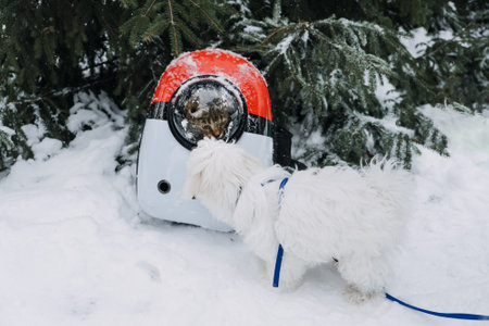 Cat in Pet Carrier Backpack in winter park, forest. Bubble Backpack Carrier for Cats, Airline-Approved, Designed for Travel, Hiking, Walking and Outdoor Useの写真素材