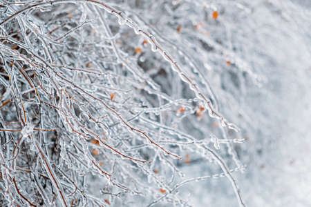 Freezing Rain, Icing Hazards. Frozen tree branch in winter city. Icy tree branches close-up. Icing, frozen bushes. Selective focus, bokehの写真素材
