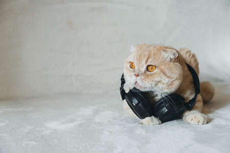 Cat in headphones on a light background. Audio voice Social network, invitation-only audio chat app,の写真素材