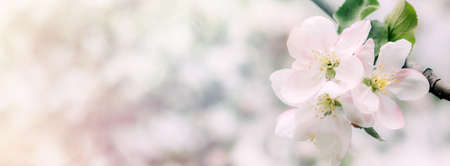 Spring flowers banner. Spring renewal, nature in spring, flowers, blooming, new life, pink flower, sakura blossomの写真素材