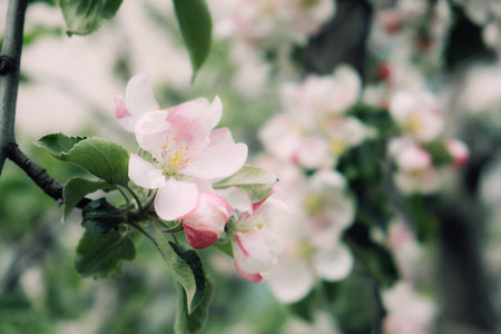 Spring flowers banner. Spring renewal, nature in spring, flowers, blooming, new life, pink flower,...