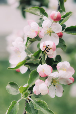 Spring flowers banner. Spring renewal, nature in spring, flowers, blooming, new life, pink flower,...