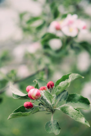 Spring flowers banner. Spring renewal, nature in spring, flowers, blooming, new life, pink flower,...