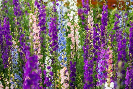 Delphinium elatum close up background. Multicolored Larkspur flowers. Delphinium putple, blue, pink flowers grows in the garden.の写真素材