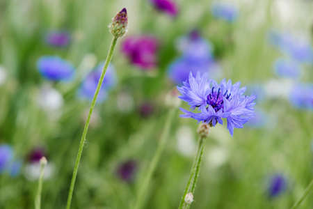 Summer Cornflower Centaurea Cyanus Blue flower web banner. Blooming colorful cornflowers. Glade of cornflowers, macro of cornflower fieldの写真素材