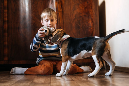 Games to play with beagle puppies. How to Entertain puppy and adult Beagle Indoors, Fun Ways to Exercise Beagle. Cute little Beagle puppy and kid boy playing on the floor at homeの写真素材