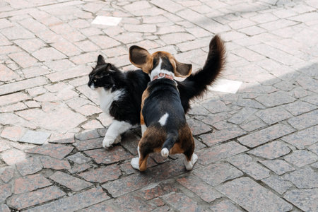 Beagles and Cats, household pets. Introducing Beagle puppy to cat. Little puppy Beagle breed running...