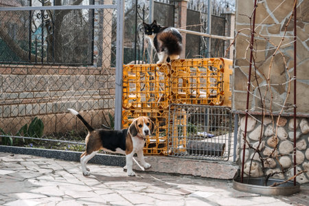 Beagles and Cats, household pets. Introducing Beagle puppy to cat. Little puppy Beagle breed running after the cat on backyard.の写真素材