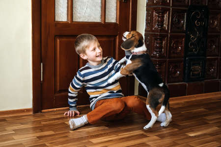 Games to play with beagle puppies. How to Entertain puppy and adult Beagle Indoors, Fun Ways to Exercise Beagle. Cute little Beagle puppy and kid boy playing on the floor at homeの写真素材