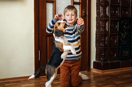 Games to play with beagle puppies. How to Entertain puppy and adult Beagle Indoors, Fun Ways to Exercise Beagle. Cute little Beagle puppy and kid boy playing on the floor at homeの写真素材