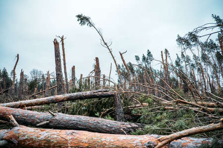 Tornado storm damage. Fallen pine trees in forest after storm. Uprooted trees fallen down in woodland due to wind stormsの写真素材