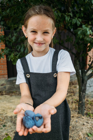 Candid portrait of preschooler girl in plum tree orchard. Girl holding fresh plums. Kids picking and eating fruit at harvest. Outdoor fun for children. Harvesting, healthy nutritionの写真素材
