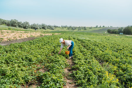 Picking fruits on strawberry field, Harvesting on strawberry farm. Woman farmer holding basket full...