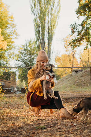 Pet Love. Volunteer woman plays with homeless puppies in the autumn park. Authentic moments of joy girl playing with stray dogs. Concept of volunteering and animal sheltersの写真素材