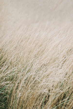 Dried panicle grass texture background. Soft beige dried meadow grass. Abstract natural minimal, trend, stylish background.の写真素材