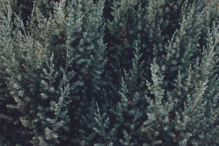 Fir tree texture background. Blue Chinese pyramid juniper Stricta branches.の写真素材