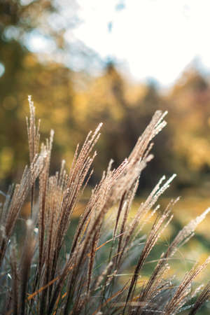 Decorative grass Miscanthus plants. Dried panicle grass texture background. Soft beige dried meadow grass. Abstract natural minimal, trend, stylish background.の写真素材