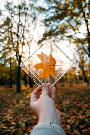 Plastic pollution, Environmental Problems concept. Fall maple leaves in plastic container in hand on autumn nature backgroundの写真素材