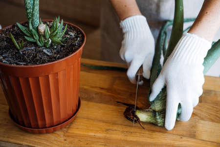 How to plant and grow aloe vera succulent houseplant at home. Aloe Vera Plant Care. Female hand in garden gloves cut and re-pot Aloe barbadensis Plant, cutting off few leavesの写真素材