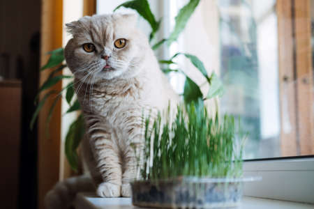 Cute Scottish fold cat sitting near catnip or cat grass grown from barley, oat, wheat or rye seeds. Cat grass is grown indoors for household pets. Cat tasting grass near flower pot on window at home.の写真素材