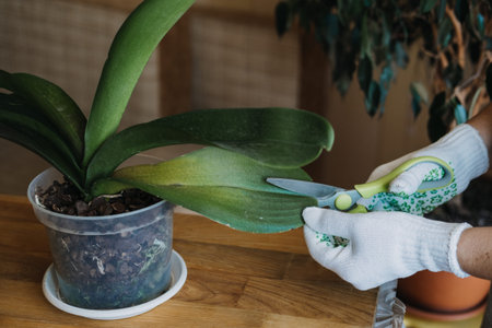 Orchid Care, How to Cut an Orchid Leaf. Removing a Damaged Orchid Phalaenopsis flower Leaves. Female...
