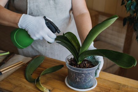 Orchid Care, How to Cut an Orchid Leaf. Removing a Damaged Orchid Phalaenopsis flower Leaves. Female hands cutting Damaged Leaves from potted Orchid houseplant.の写真素材