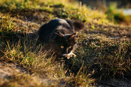 Homeless hungry black cat catching fish with fisherman on the river bank. Stray hungry black cat gets foodの写真素材
