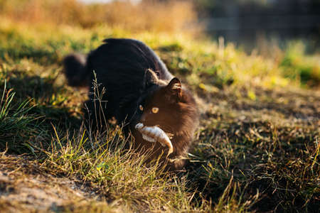 Homeless hungry black cat catching fish with fisherman on the river bank. Stray hungry black cat gets foodの写真素材