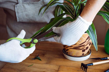 Spring Houseplant Care, Waking Up Indoor Plants for Spring. Female hands cutting the leaves of Dracaena fragrans houseplants at home. Garden room, Biophilia trend, Living with Natureの写真素材
