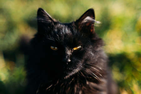 Black cat breeds. National black cat day. Cute black cat with golden eyes on nature background. Outdoor portrait of black cat on green lawn.の写真素材