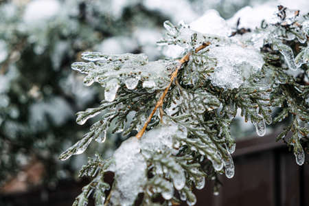 Freezing Rain, Icing Hazards. Frozen tree branch in winter city. Icy tree branches close-up. Icing, frozen bushes. Icing conditions. Selective focusの写真素材