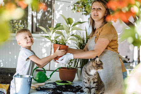 Spring Houseplant Care, repotting houseplants. Happy family, Mom and kid boy planting Houseplants In Pots, drainage layer for Houseplants in backyard, garden.の写真素材