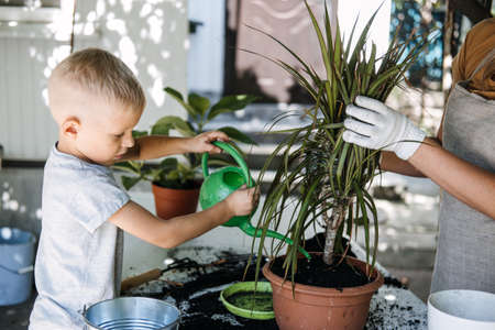 Spring Houseplant Care, repotting houseplants. Happy little kid boy planting Houseplants In Pots, drainage layer for Houseplants in backyard, garden.の写真素材
