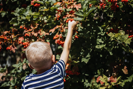 Boy kid picking viburnum berries on bush on sunny summer day. Cramp Bark, Guelder Rose viburnum Uses, Benefits, and Side Effectsの写真素材