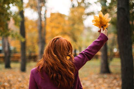 Back view faceless portrait of red-haired girl with fall leaves in hand. Autumn Portrait of happy womanの写真素材