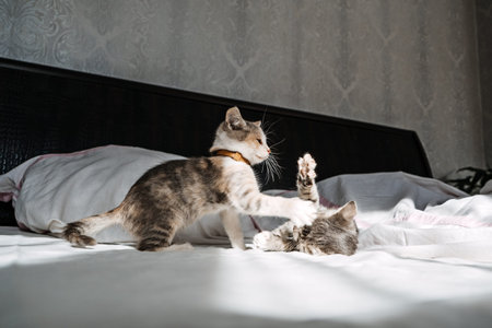 Cat Adoption, Adopt kitten from rescues and shelters. Two happy outbred homeless adopted grey...