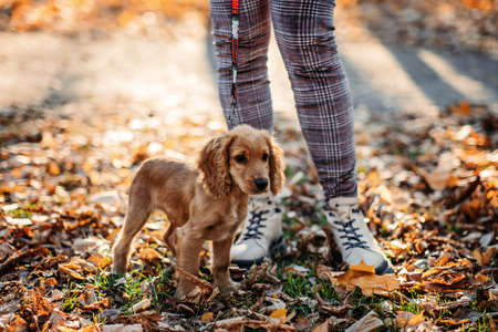Cute English cocker spaniel puppy walking with woman owner in autumn park.の写真素材
