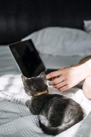 Freelance, work from home. Cat play with laptop. Little kitten looking the laptop while its female...