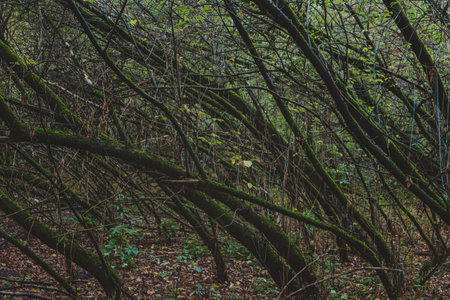 Mysterious dark forest with mossy trees. Dense thickets, gloomy, mysterious green forest with...