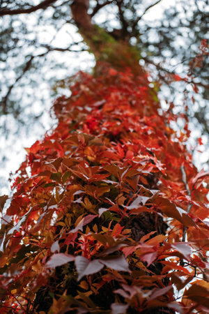Autumn background tree bark with red Virginia creeper leaves. Parthenocissus quinquefolia, Virginia Creeper, Woodbine red leaves on the treeの写真素材