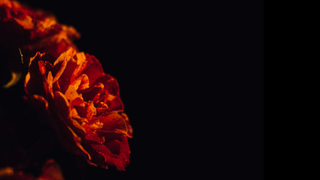 Dark moody flowers red roses background. Dark floral rose banner. Mystical Deep red purple flower on black backgroundの写真素材