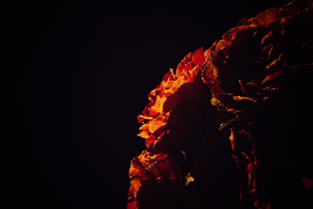 Dark moody flowers red roses background. Dark floral rose banner. Mystical Deep red purple flower on black backgroundの写真素材