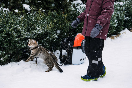 Outdoor Cat Care in Winter. Cold Weather Cat Safety. Cats in Winter. Little boy walking with...