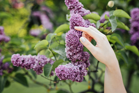 Sustainable gardening flowers. How to Create Eco-Friendly and Sustainable Garden Beds. Sustainable Gardening and Floral Design. Womans hands and blooming lilac in the gardenの写真素材