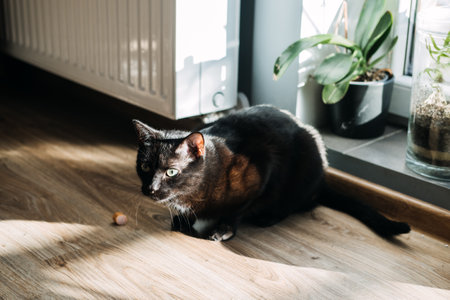 Human Foods That Are Safe for Cats. Harmless staples you can share with your favorite feline. Cat next to the sausage on the floor on room in the apartment backgroundの写真素材