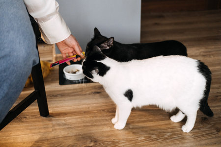 Two Cats Being Fed by Hand in a Home. A persons hand offering a treat to two attentive cats waiting beside their food bowls in a domestic setting.の写真素材
