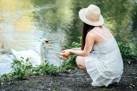 Woman Feeding Swan by Lakesideの写真素材