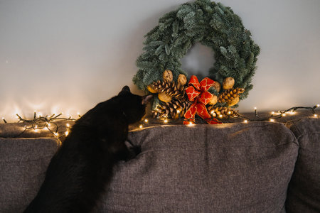 Black cat sniffing Christmas wreath with pinecones and red bow on couch. Pet-safe holiday decor, curious cats, and festive home environment. Most Common Holiday Plants Toxic to Catsの写真素材