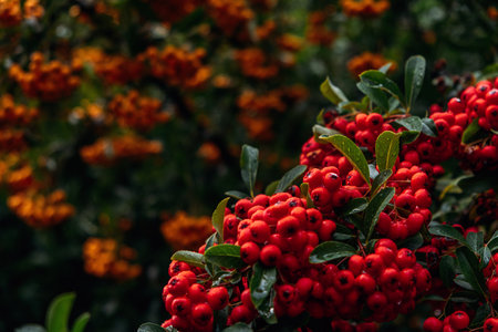 Clusters of vibrant red Pyracantha berries on lush green shrub. Firethorn plant in natural garden setting, showcasing bold seasonal colors.の写真素材