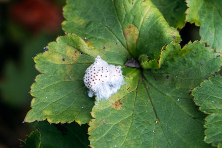 Macro shot of a white cocoon-like structure or egg mass with small brown spots on a green leaf, set...
